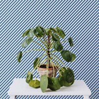 Diagonal stripes print removable wallpaper in blue