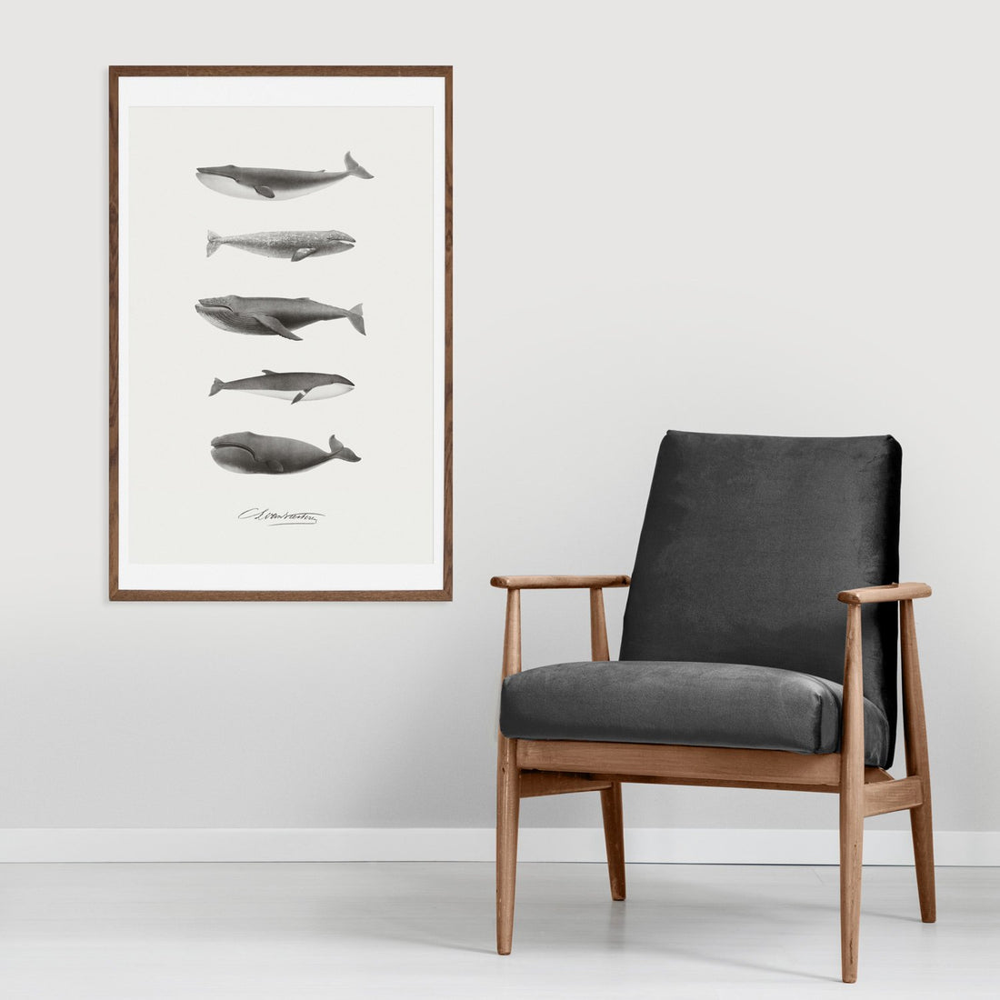 Gray whale drawing print