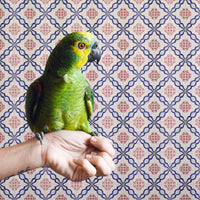 red and blue portugal inspired home tiles wallpaper