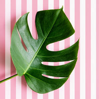 pink striped wallpaper design