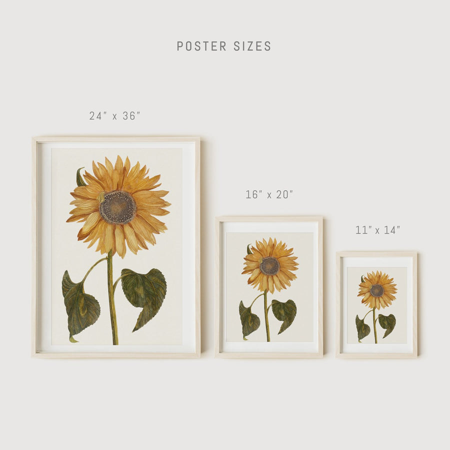 Botanical sunflower posters