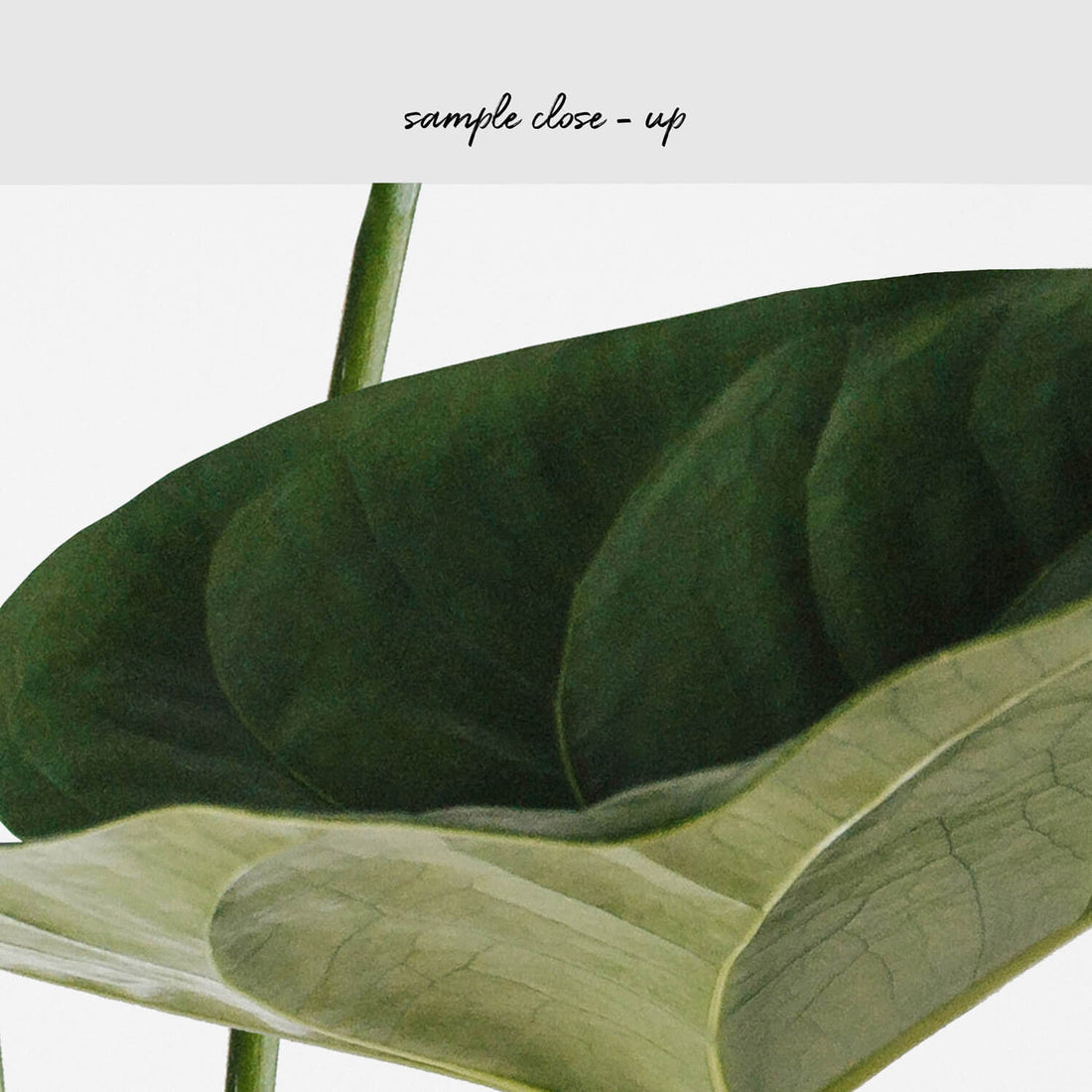 Vintage inspired botanical wallpaper