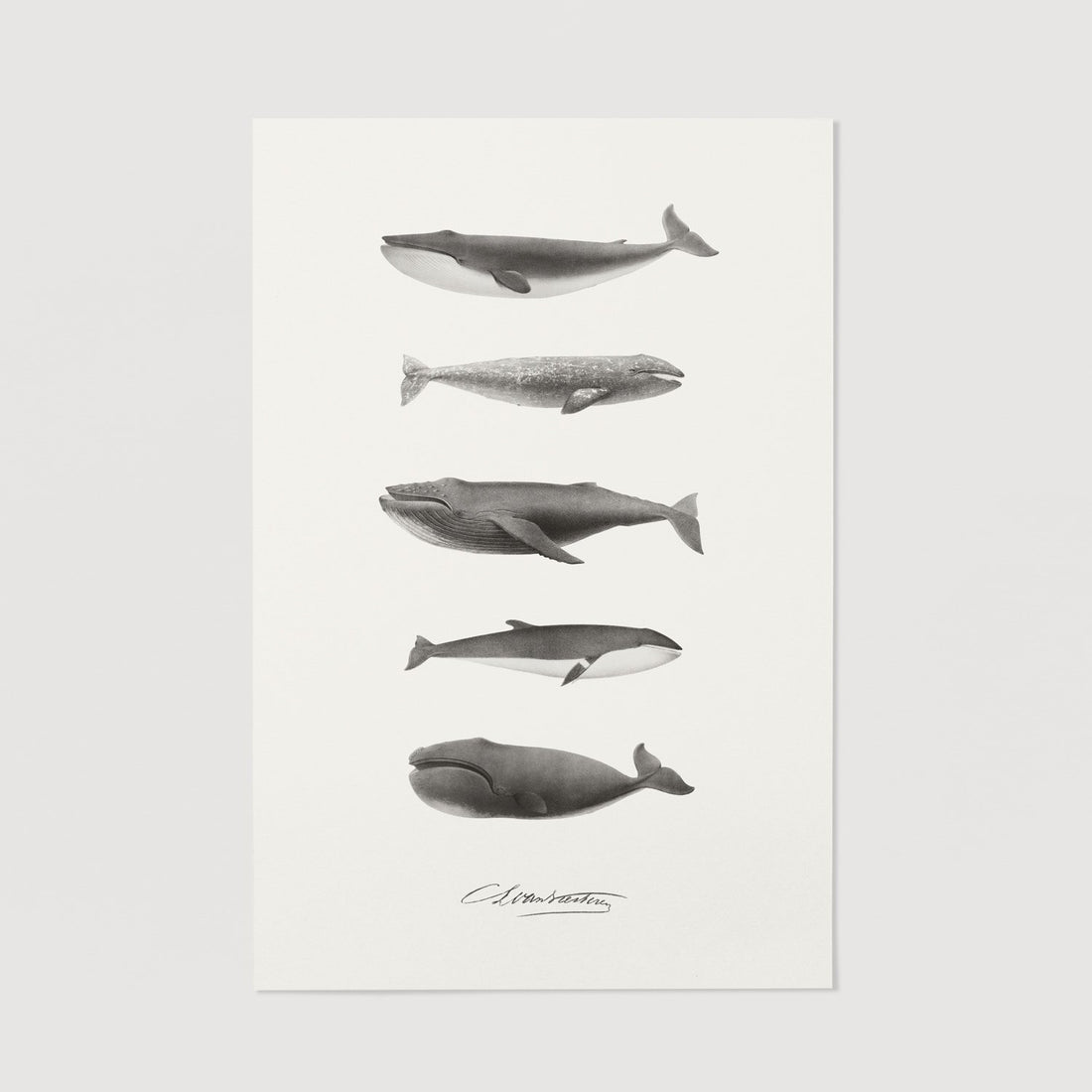 Nautical poster with whale
