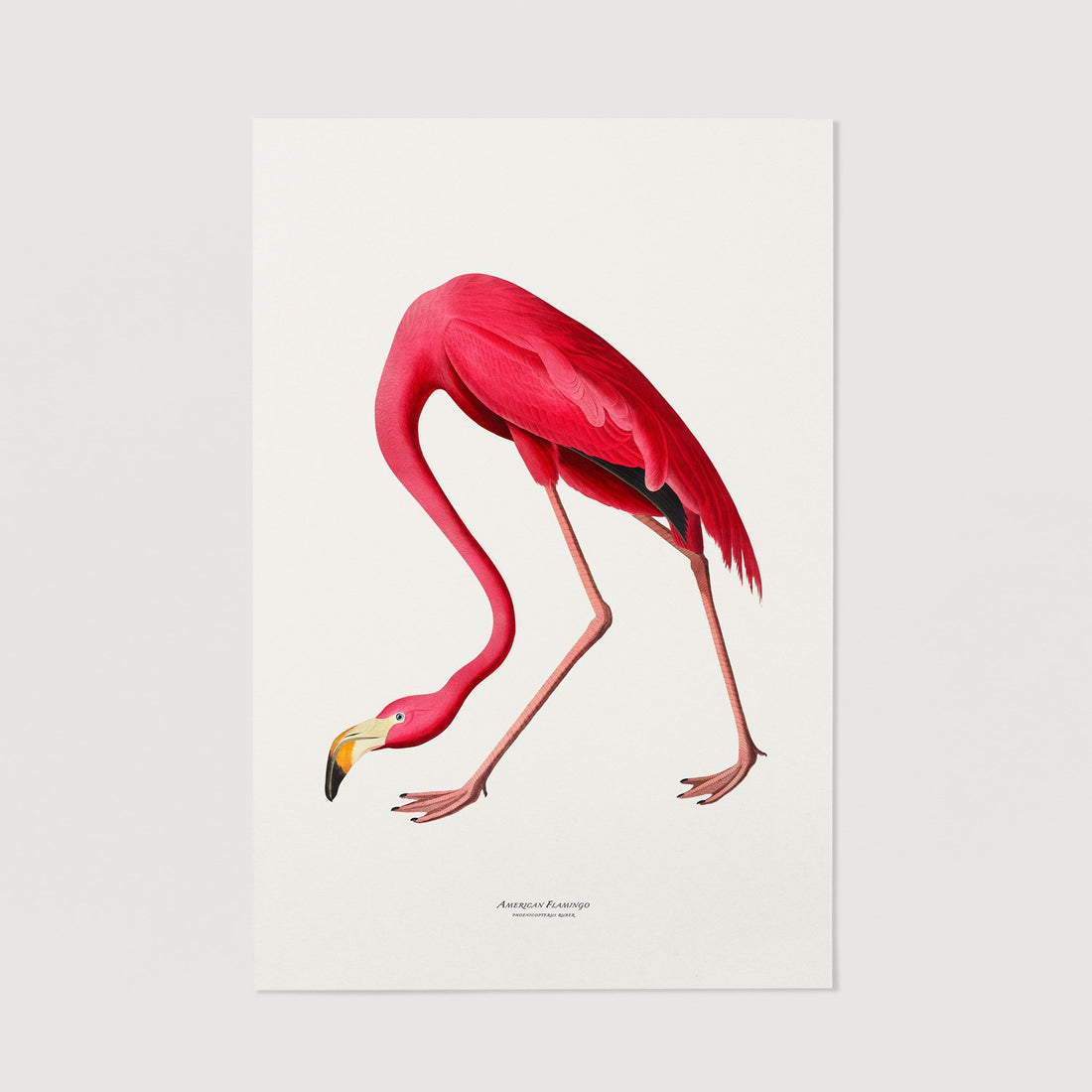 Pink Flamingo print wall art
