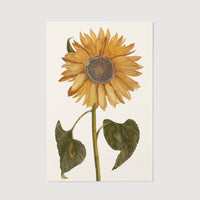 Flower poster