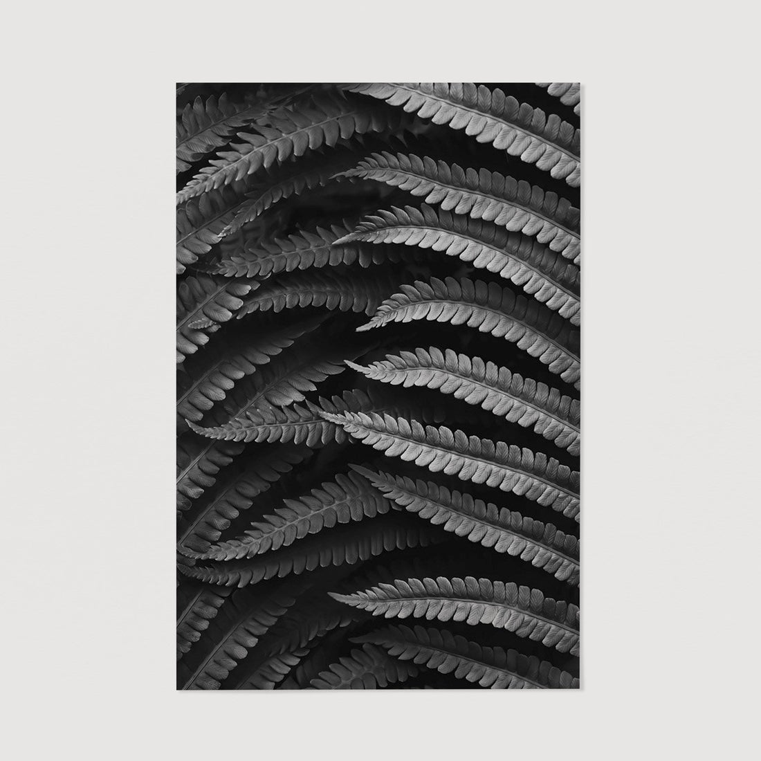 Large Fern poster black & white color