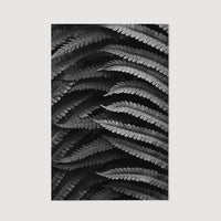 Large Fern poster black & white color