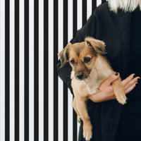 Classic black and white stripes removable wallpaper