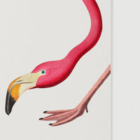 Pink flamingo poster close up