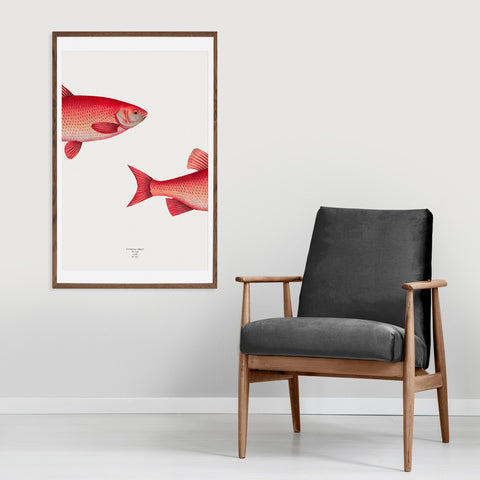 The Fish Illustration Poster
