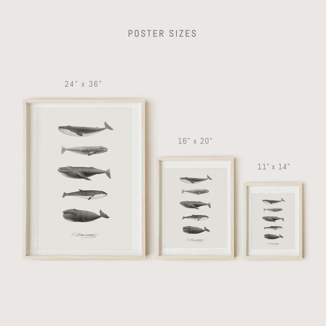 Species of whales print