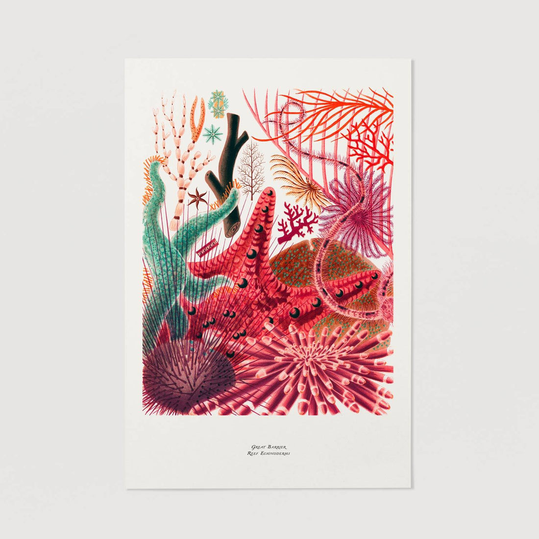 Beautiful coral illustration wall print
