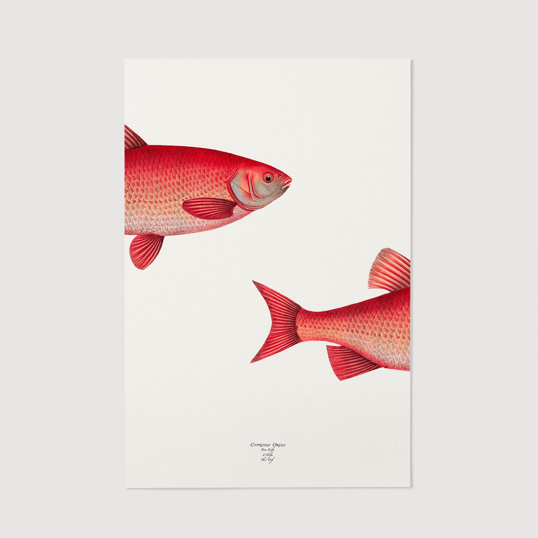 The Fish Illustration Poster | Livettes Wallpaper