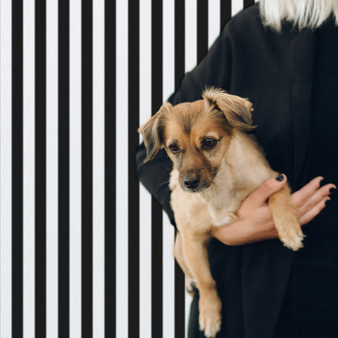 Classic black and white stripes wallpaper
